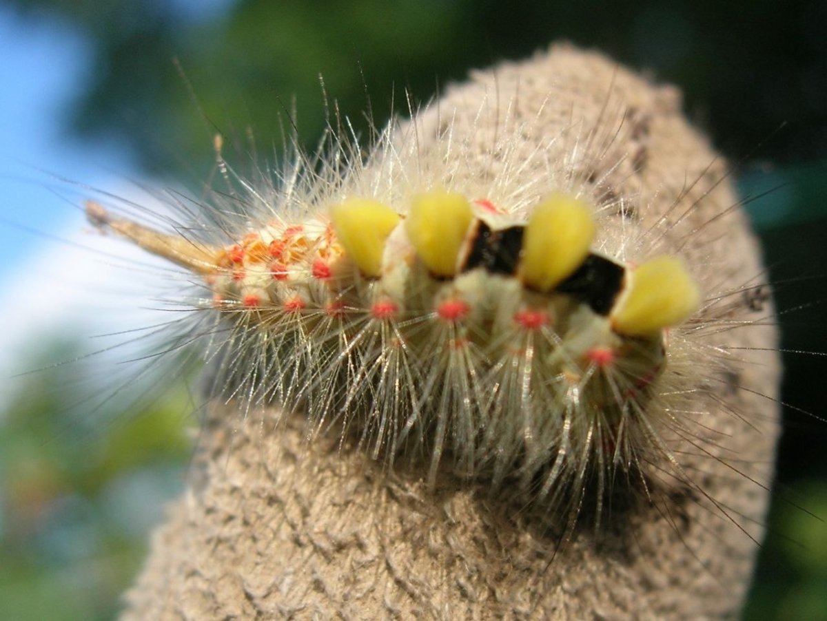 Волнянка античная Orgyia Antiqua