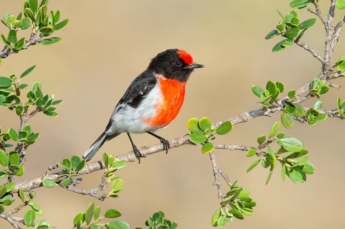 Красноголовый Дрозд