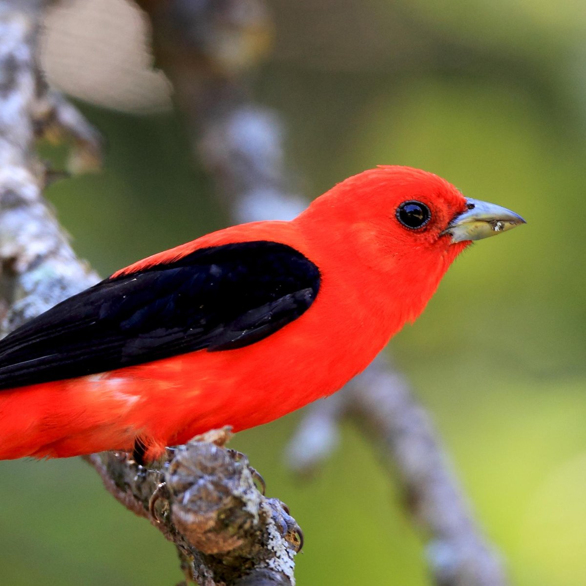 Алая пиранга