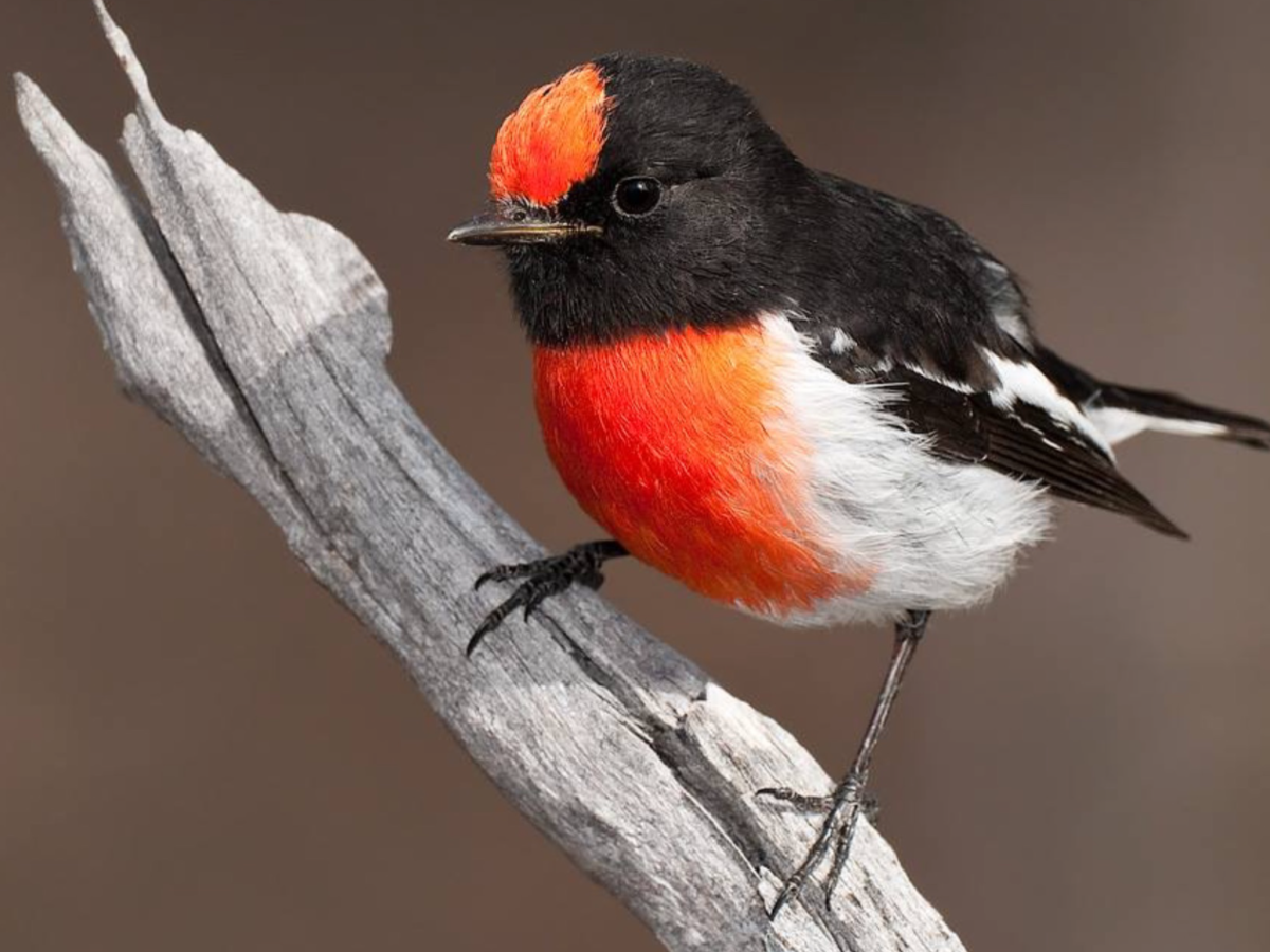 Петроика красногрудая