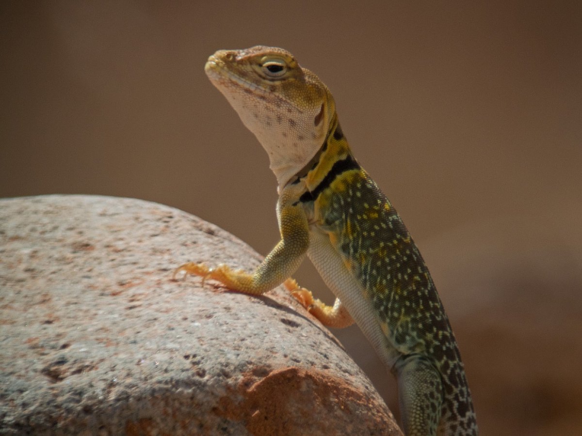 Плащеносная ящерица домашняя