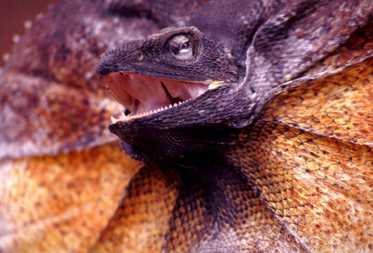 Плащеносная саламандра