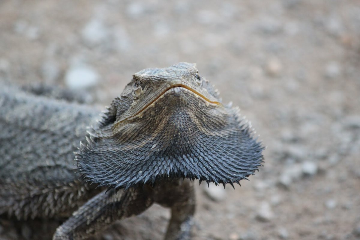 К отряду чешуйчатых относится плащеносная ящерица