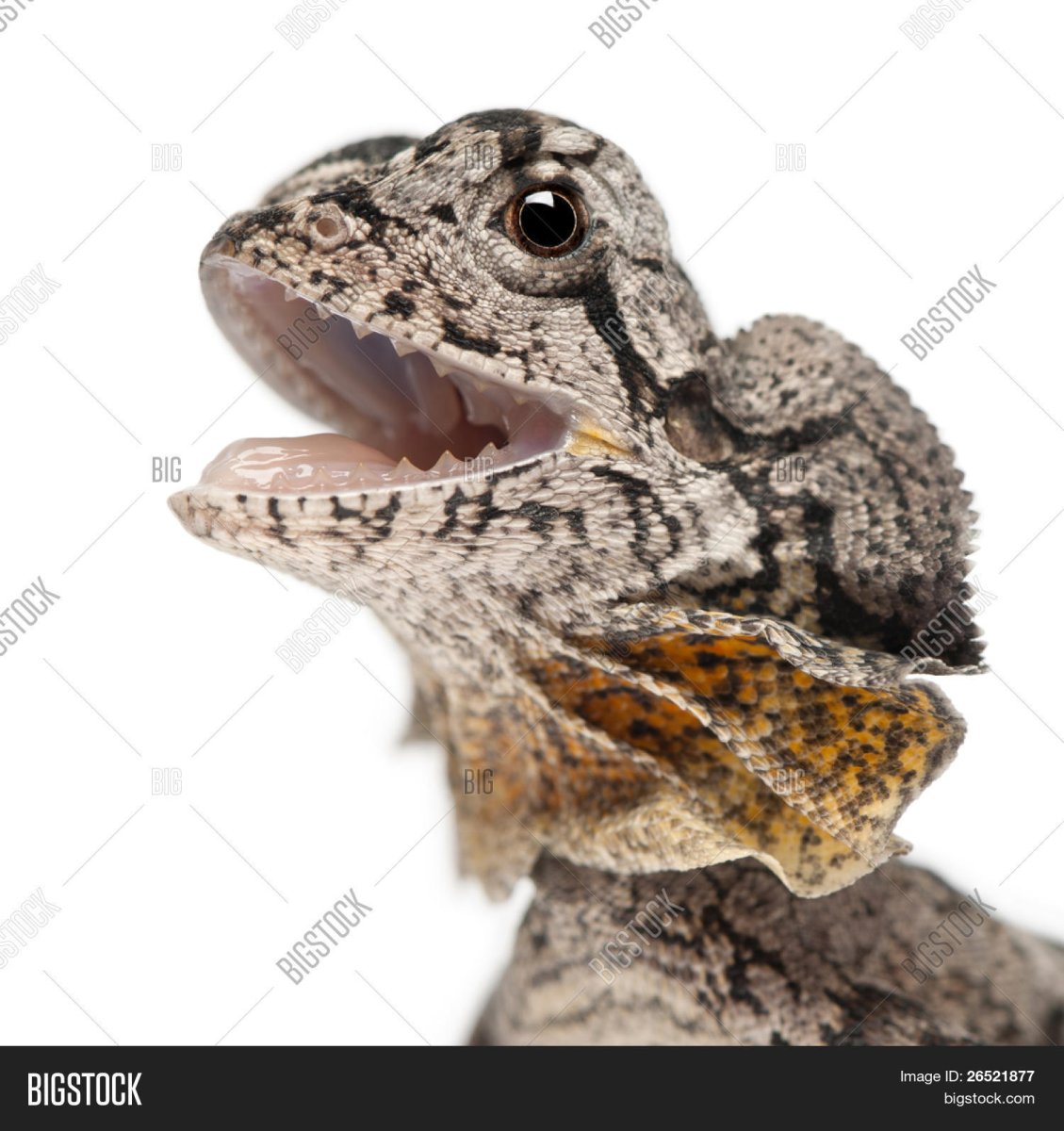 Плащеносная ящерица на белом фоне
