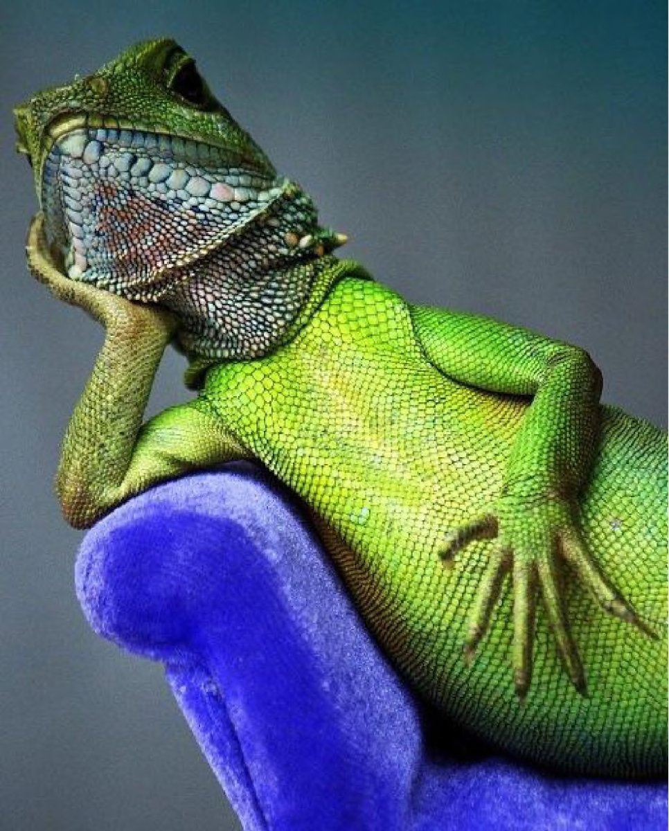 Рептилия с капюшоном