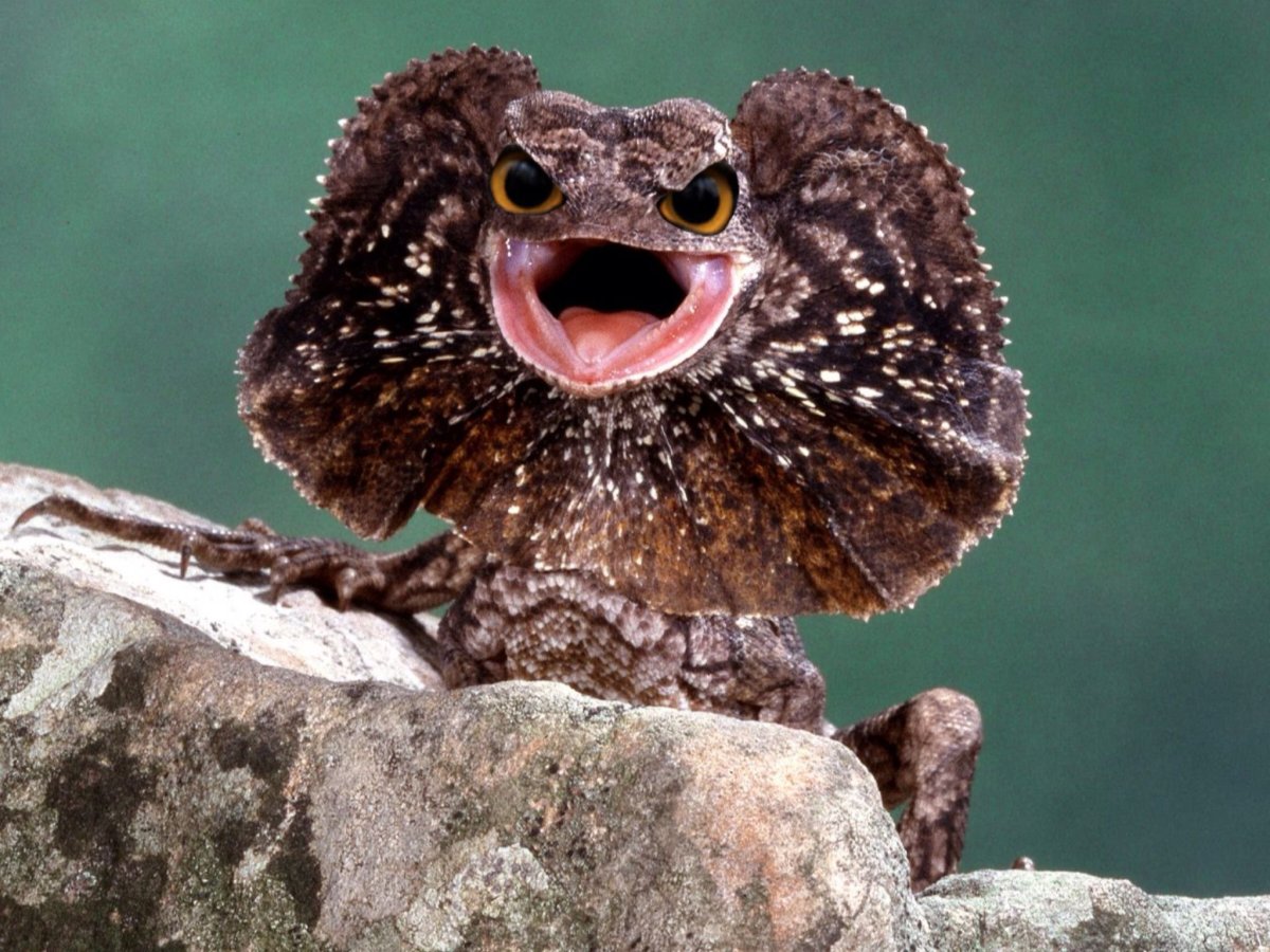 Зеленая плащеносная ящерица