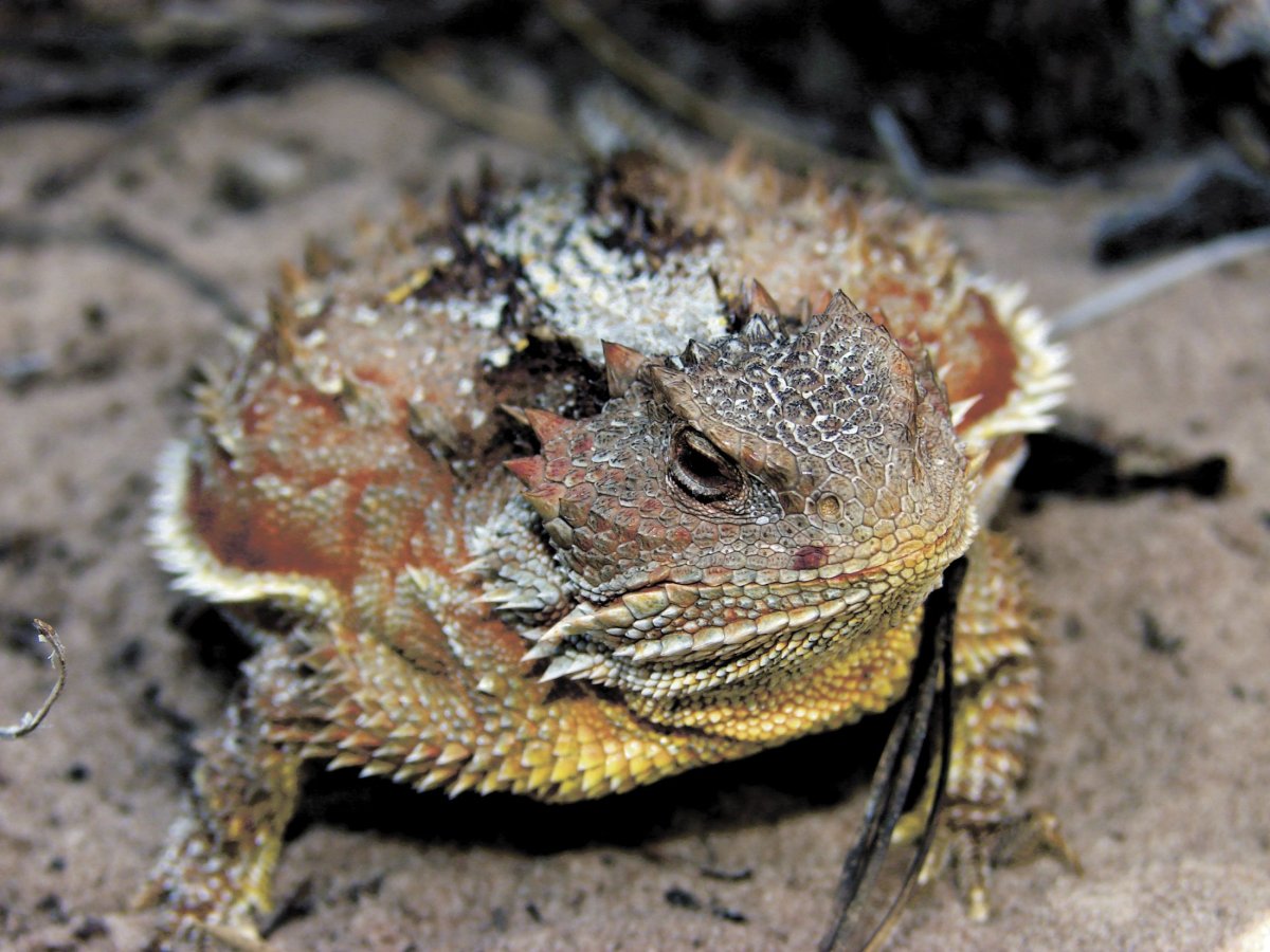 Рогатая ящерица 5