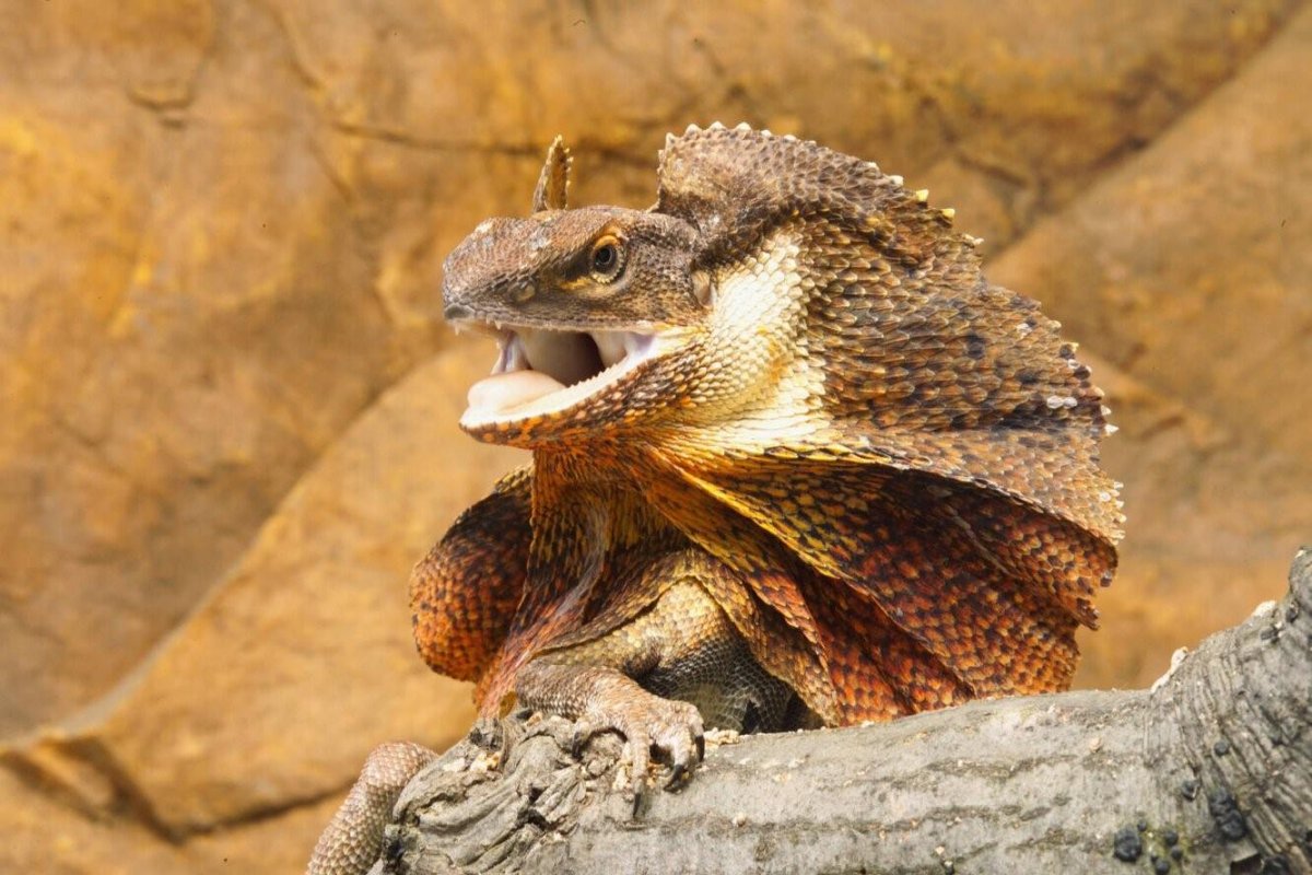 Плащеносная агама