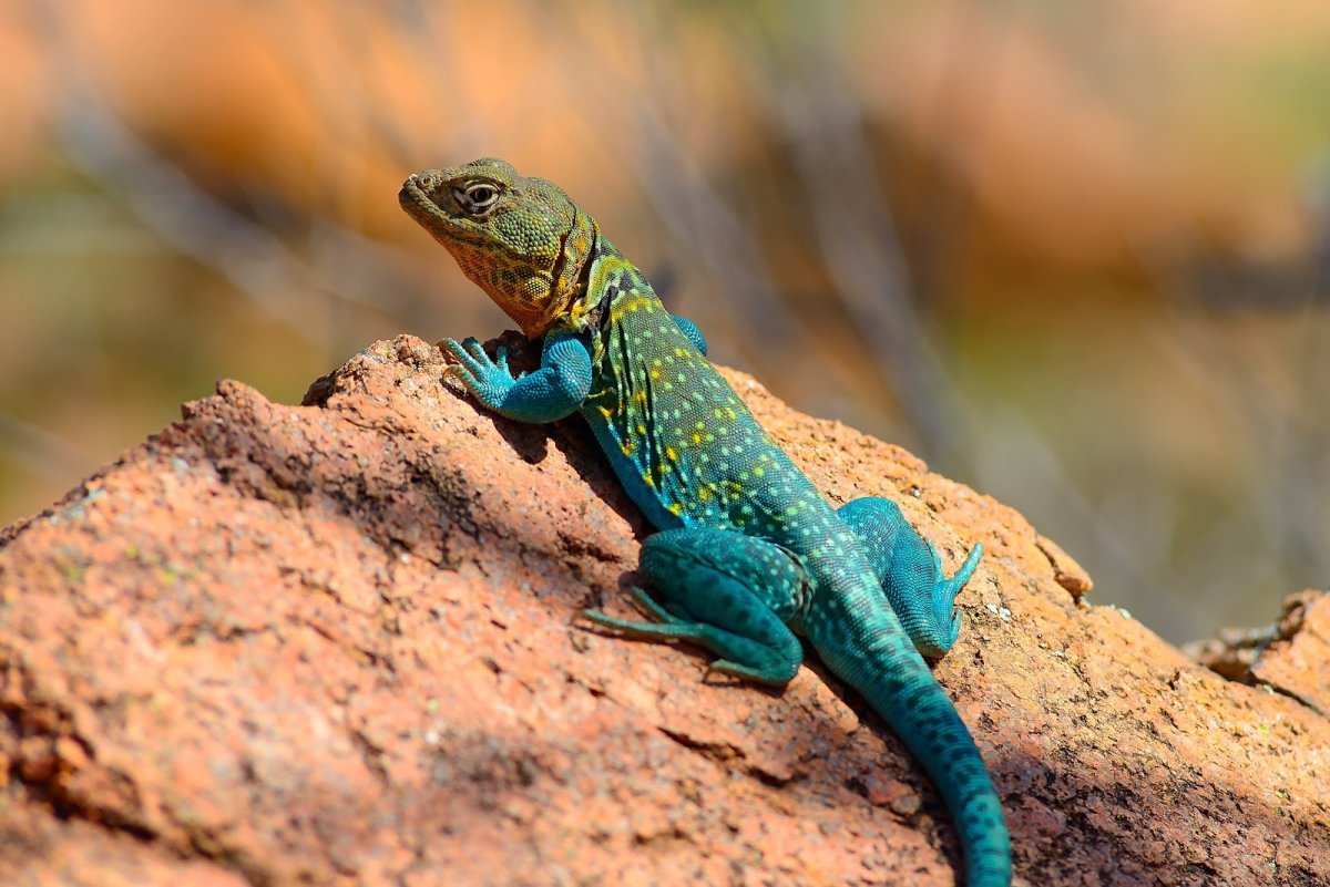 Карликовая игуана