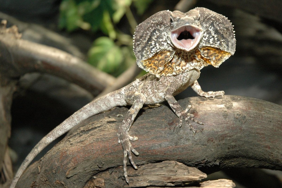 Игуана плащеносная