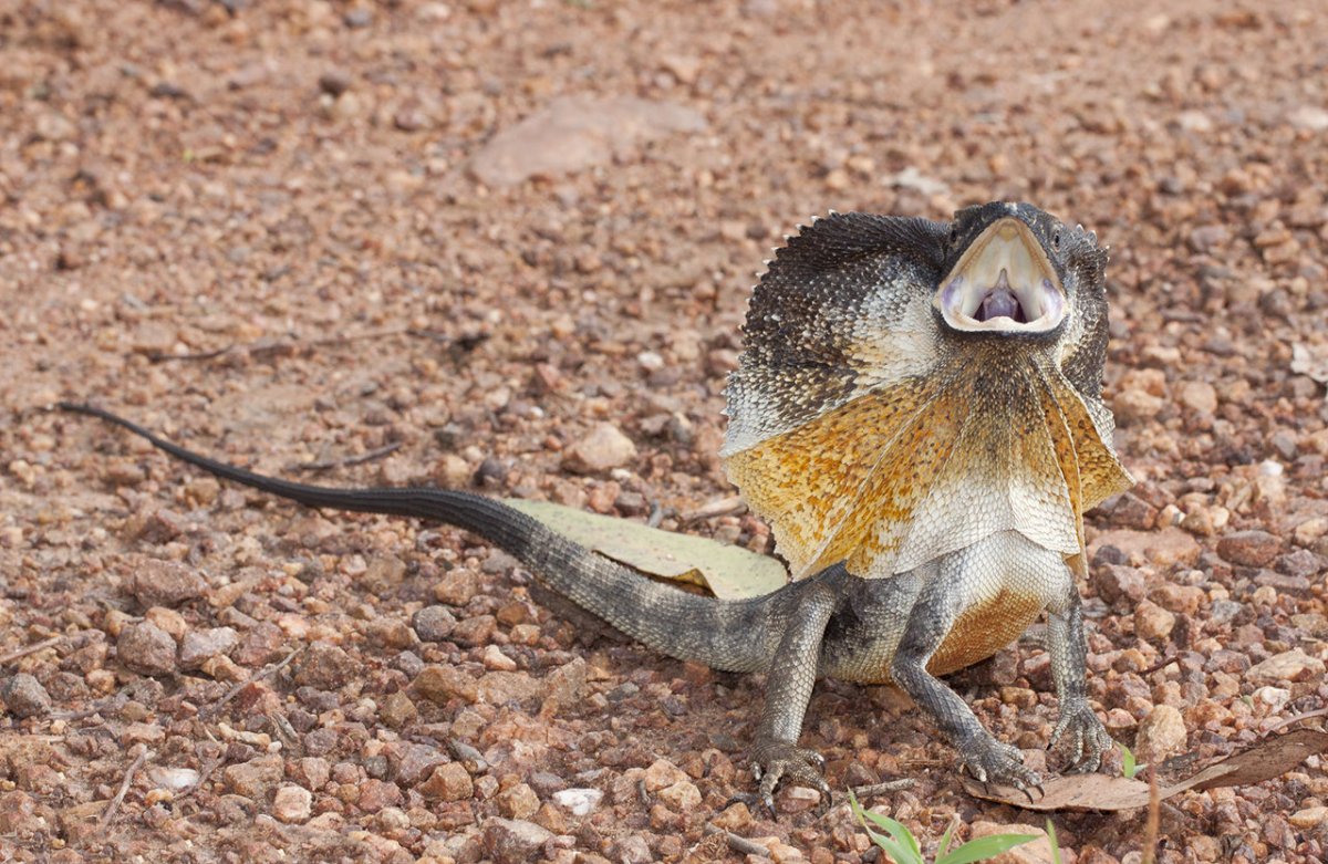 Плащеносная ящерица Австралии