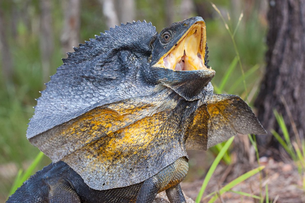 Плащеносная ящерица