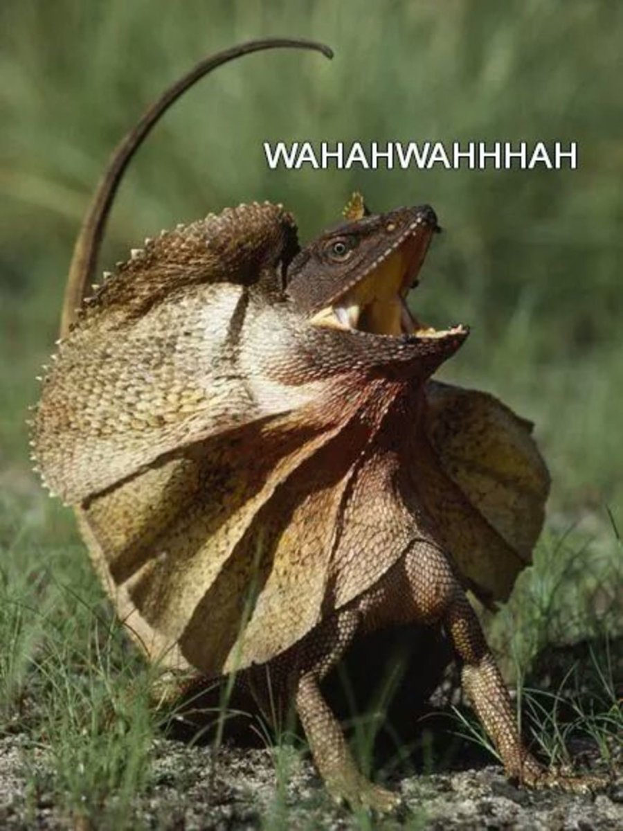 Плащеносная ящерица домашняя