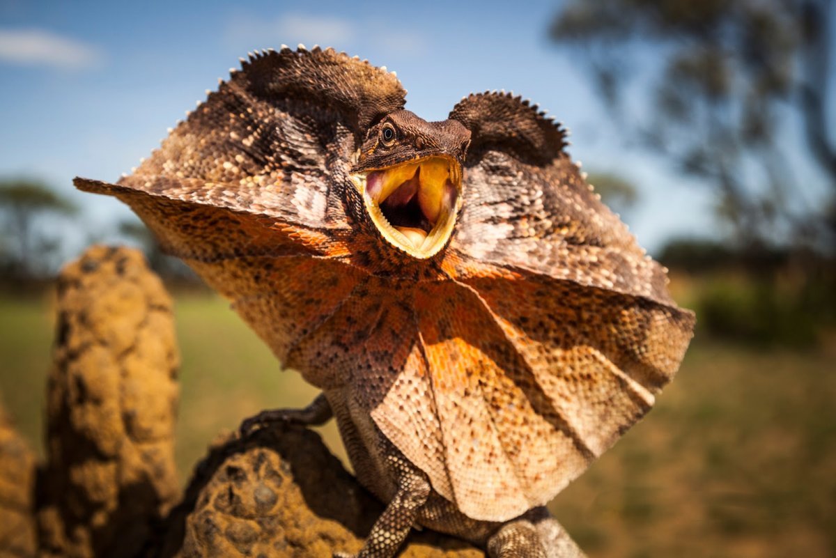 Плащеносная ящерица домашняя