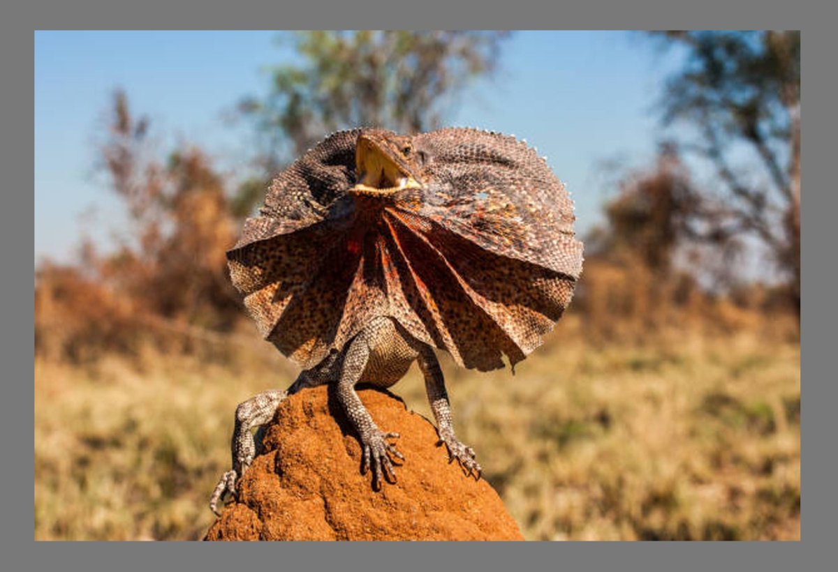 Плащеносная ящерица в беге