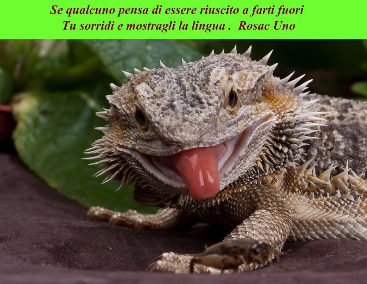 Бородатая агама милая