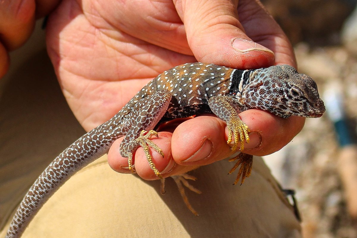 Ошейник для ящерицы