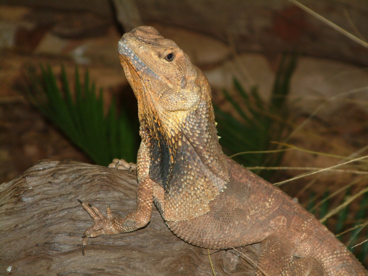 Ящерица на шее