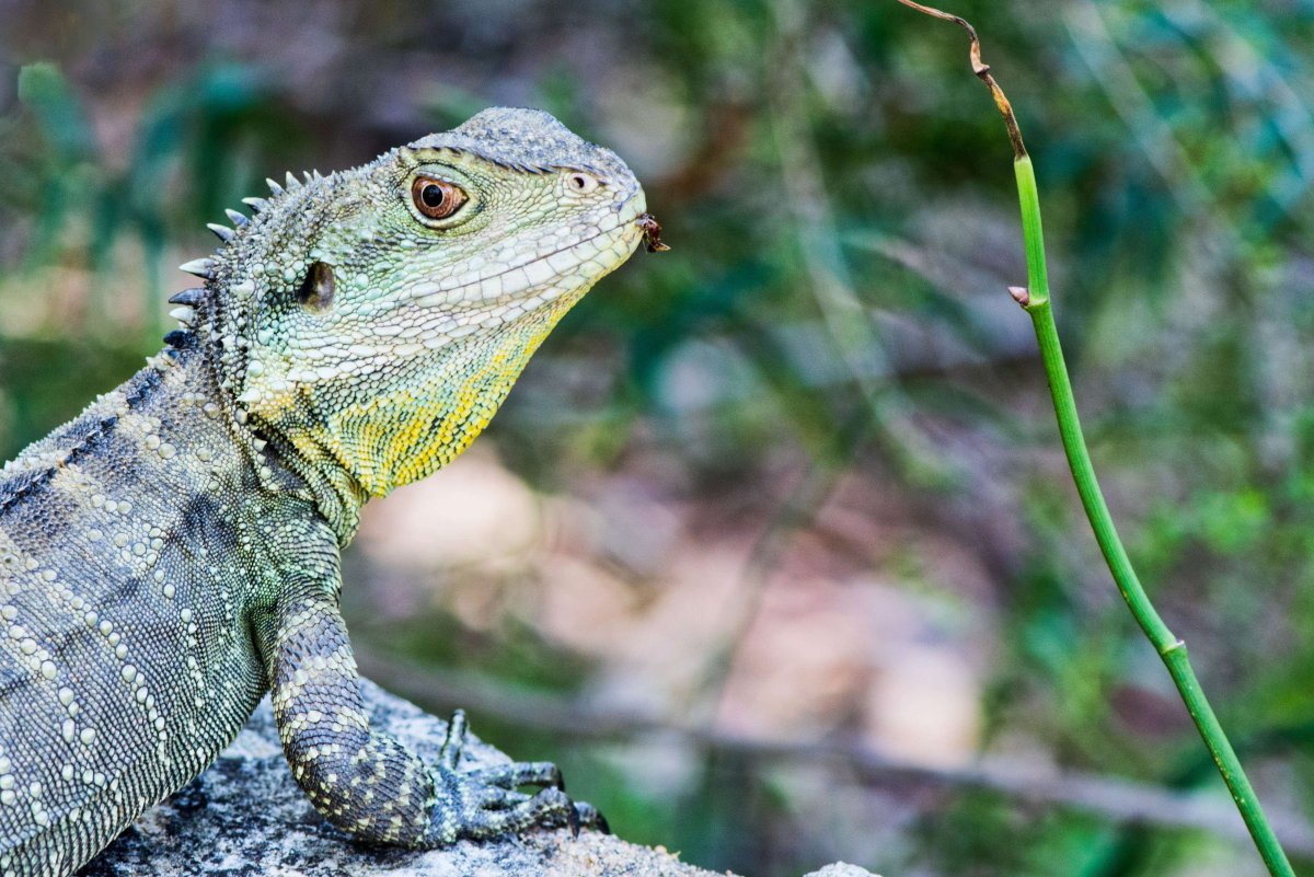 Ящерица игуана Австралия
