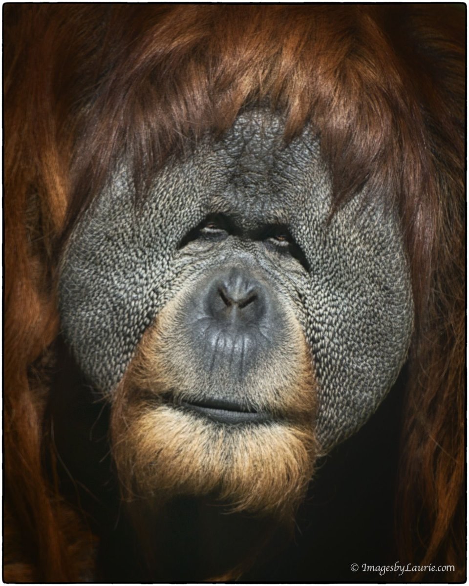 Обезьяна с большой мордой