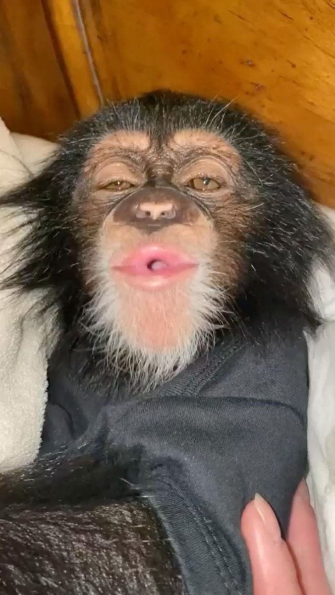 УГАРНАЯ мартышка с ресницами