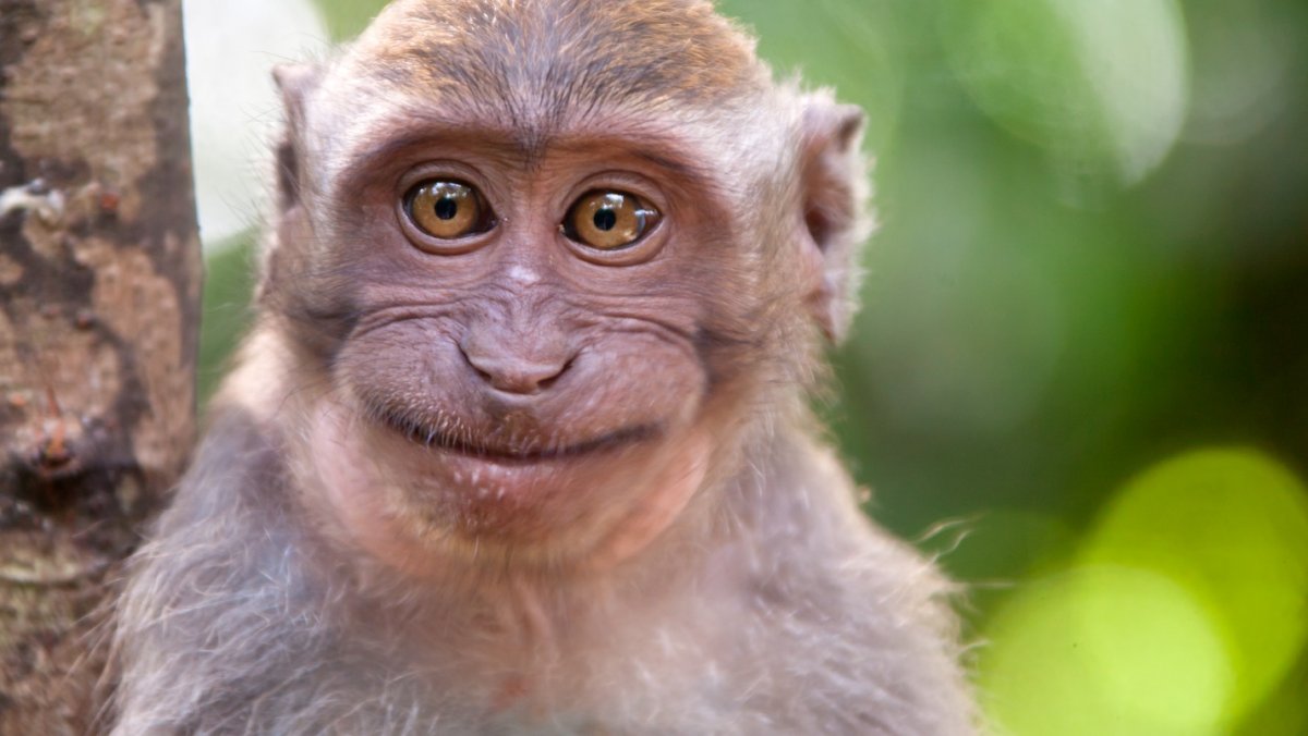 Сфоткай меня обезьяна