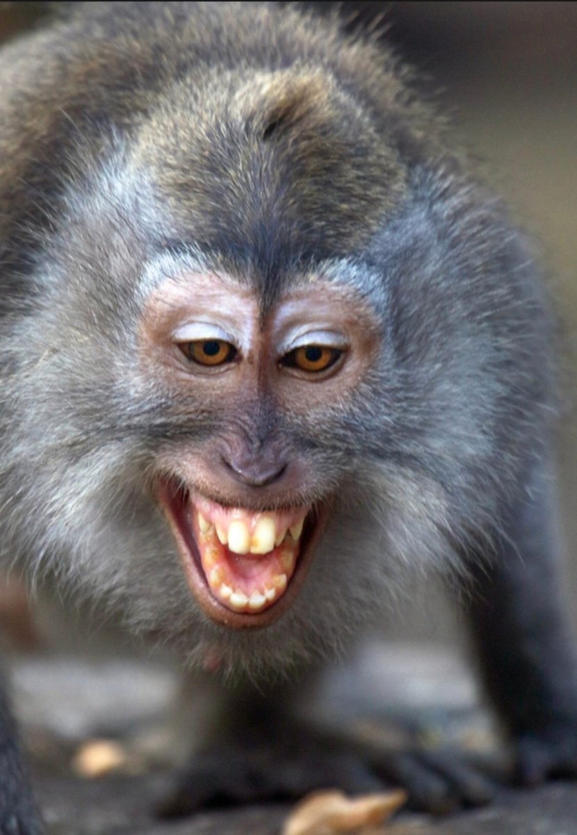 Обезьяна орет