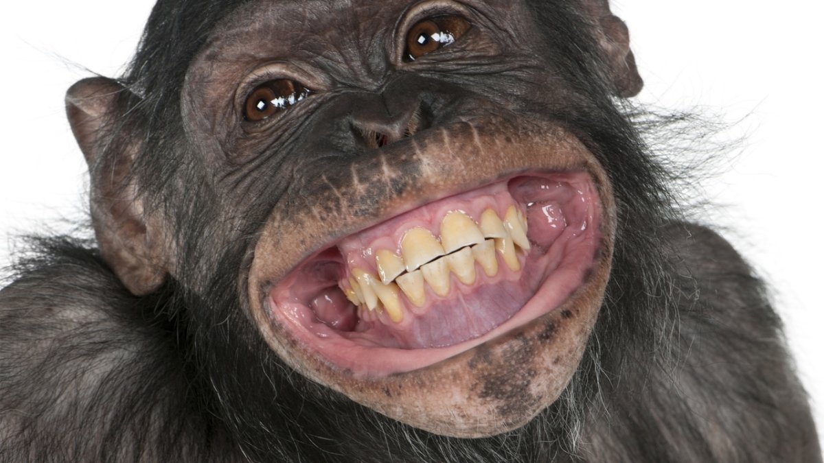 Зубастая обезьяна