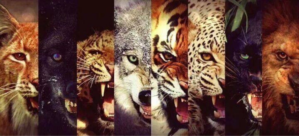 Пантера против волка