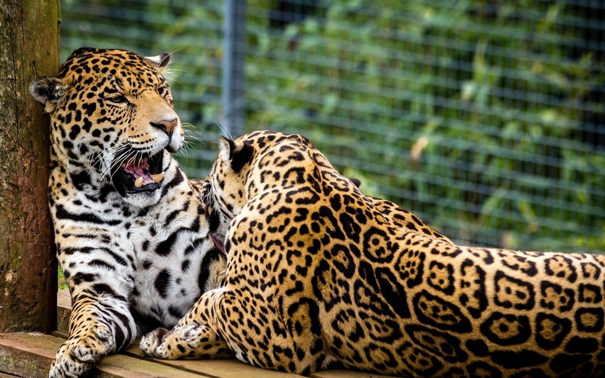 Ягуар и пантера