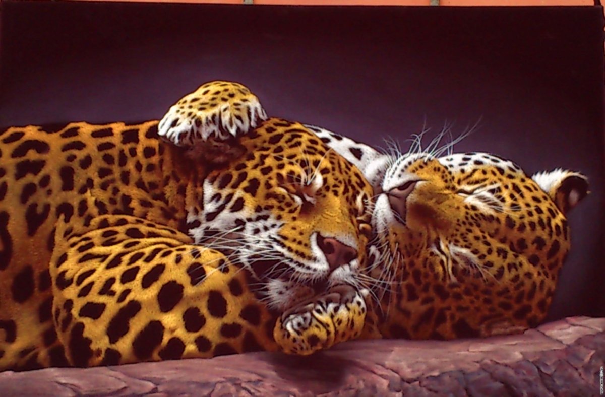 Два леопарда