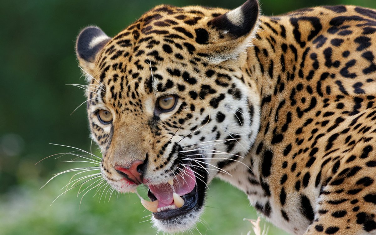 Хищные животные Ягуар