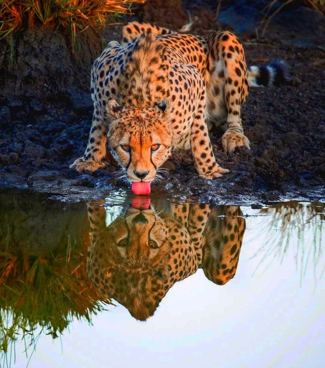 Звери на водопое