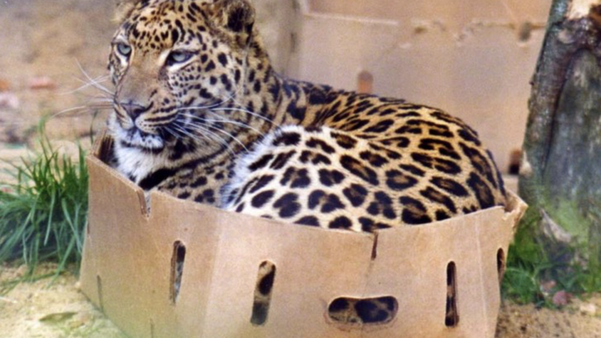 Леопард в коробке