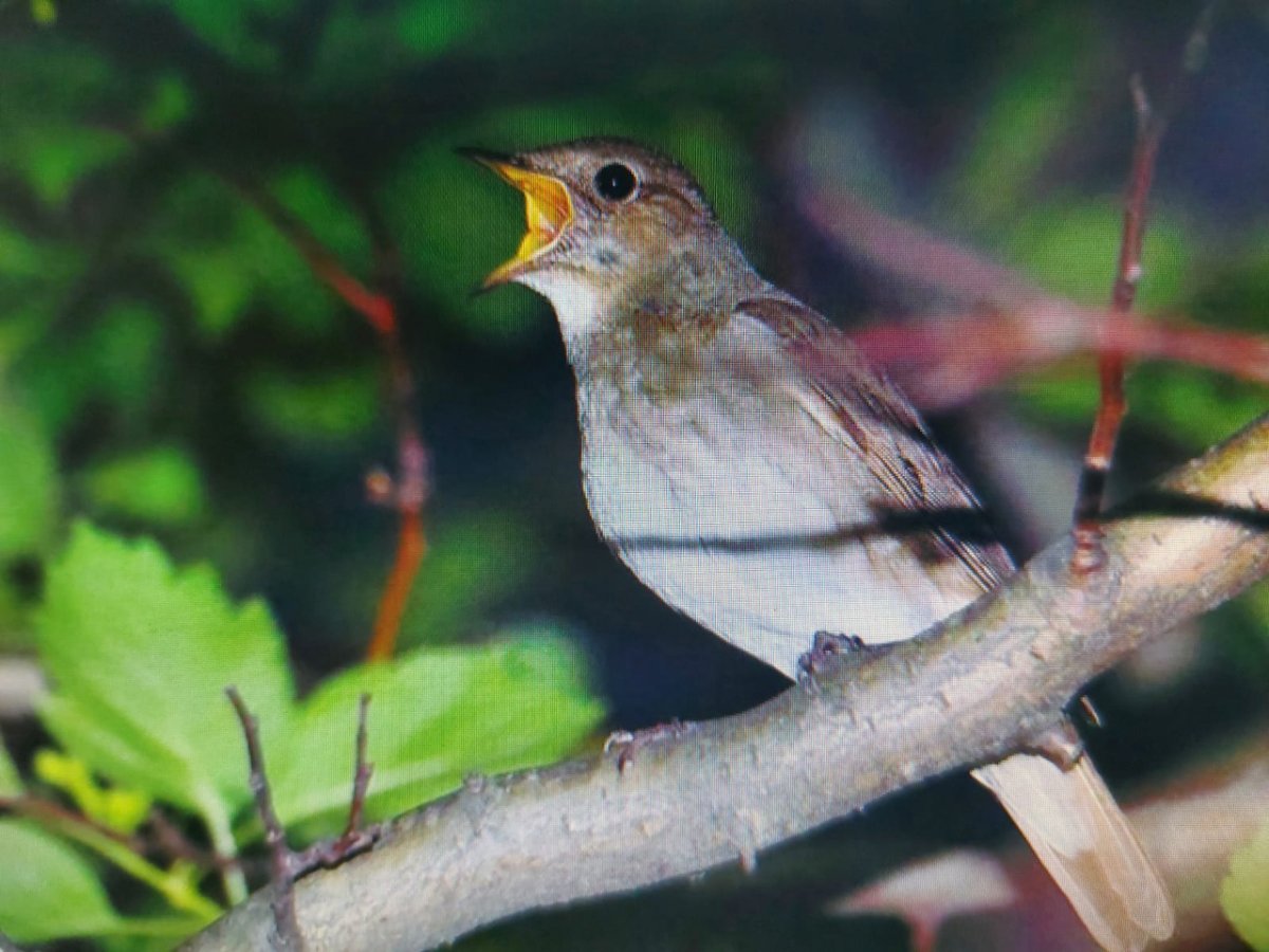Певчие птицы Соловей