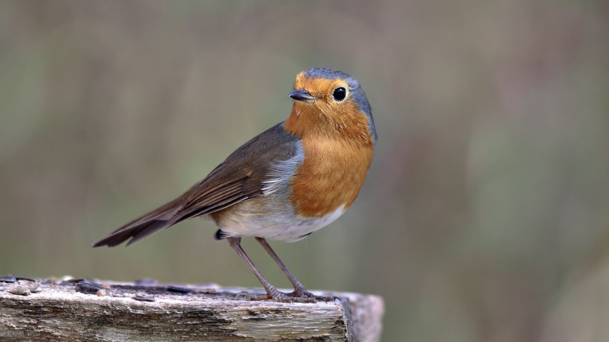 Карельские птички вертикальное фото