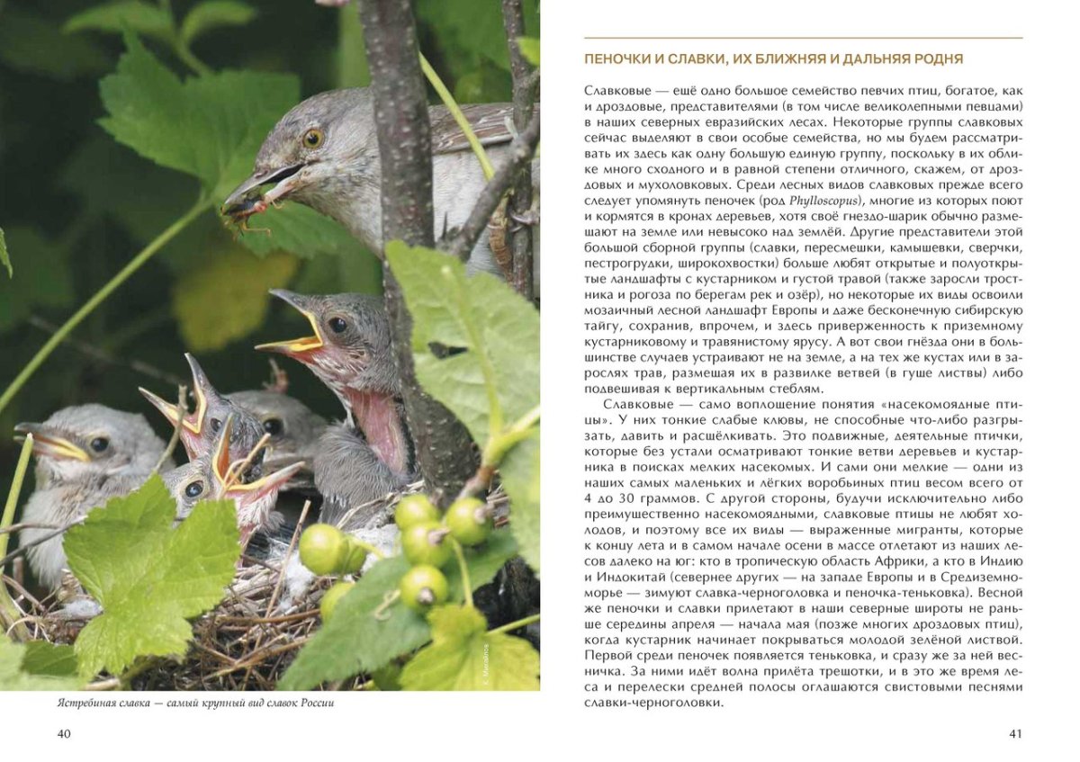 Приспособления насекомоядных птиц