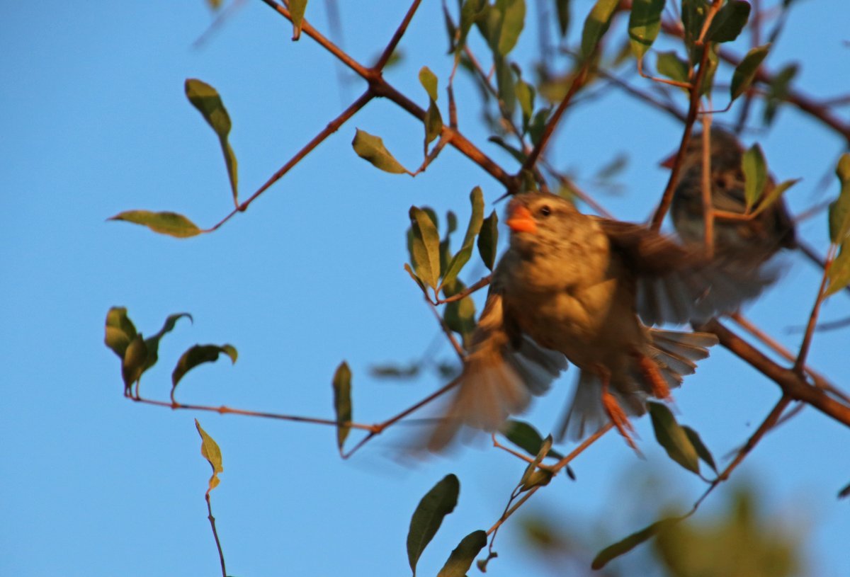 Птица с веточкой в клюве фото