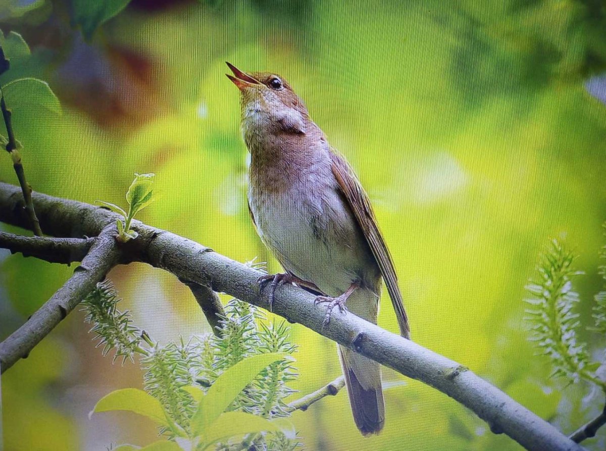 Соловьиные трели с Соловьевым