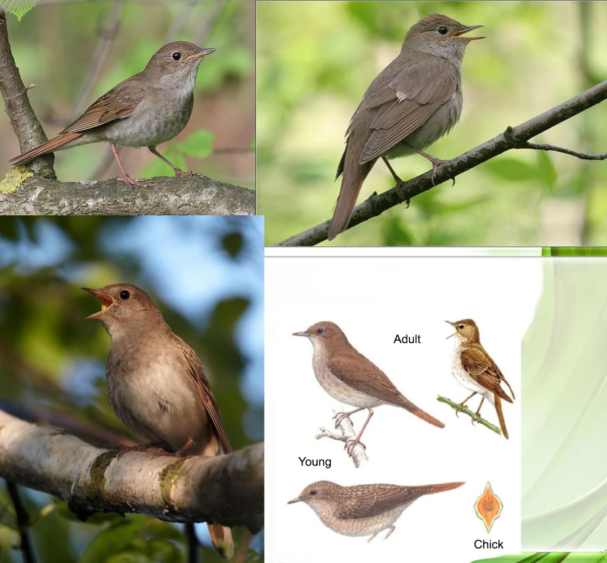 Певчие птицы средней полосы