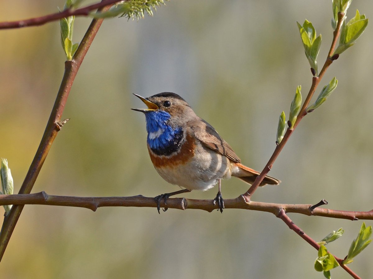 Певчие птички Подмосковья