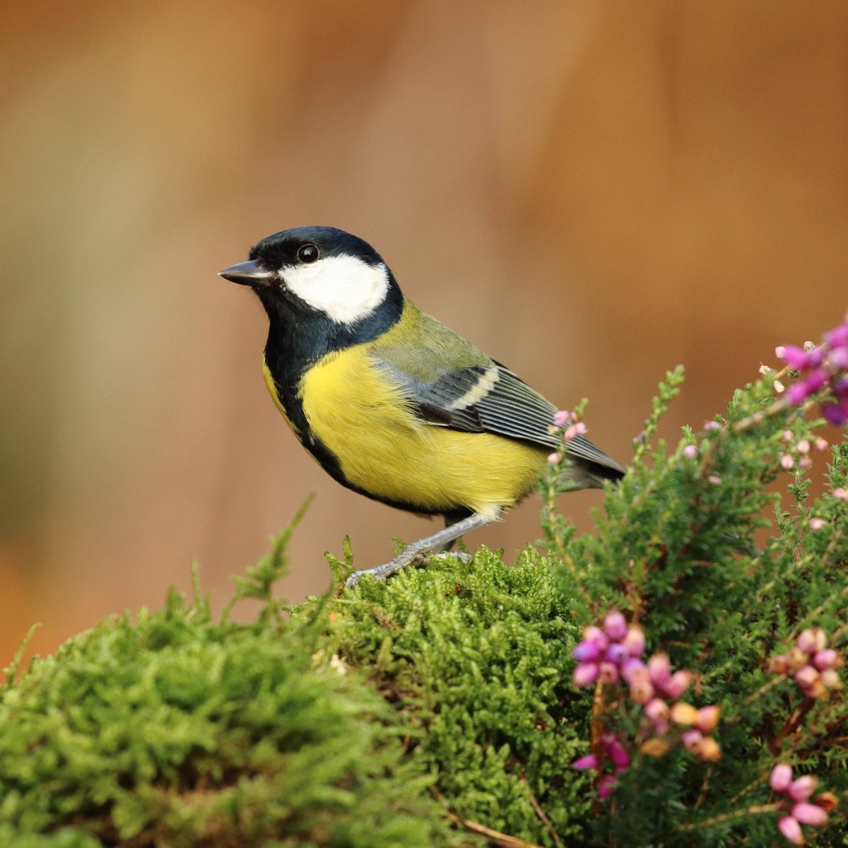 Синица фото птицы