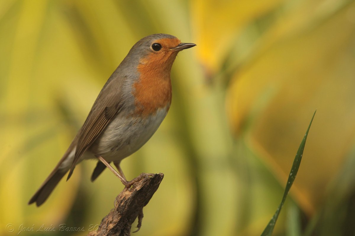 Зарянка Зяблик Дрозд