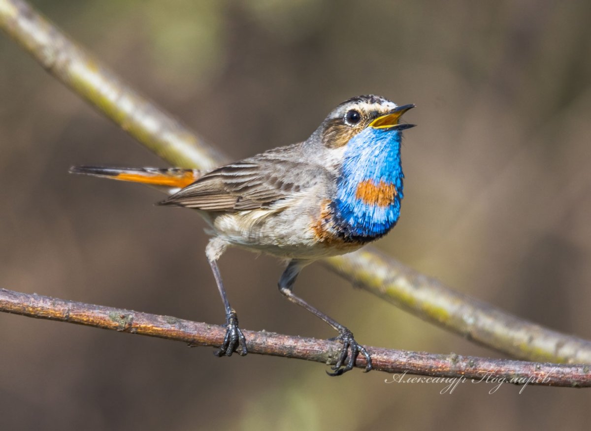 Птица варакушка красная