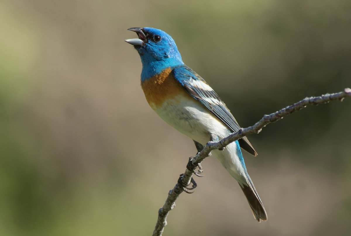 Птица овсянковый Кардинал