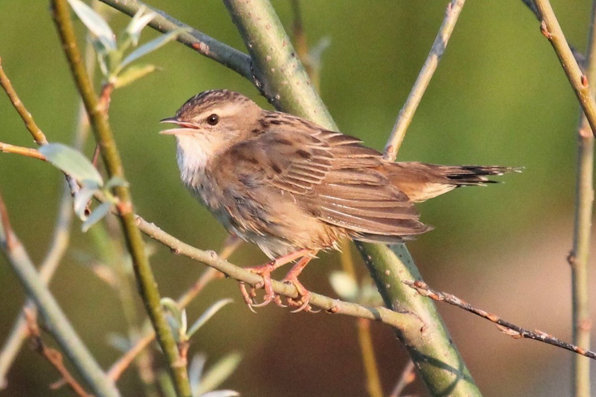 Певчий сверчок (Locustella certhiola). Птицы Сибири.