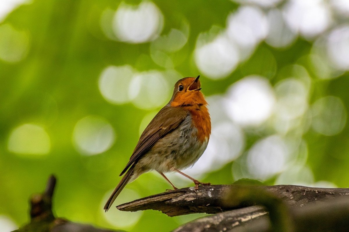 Птички воробьиные певчие