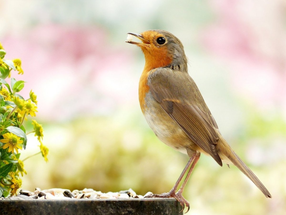 Певчие птицы России Зарянка