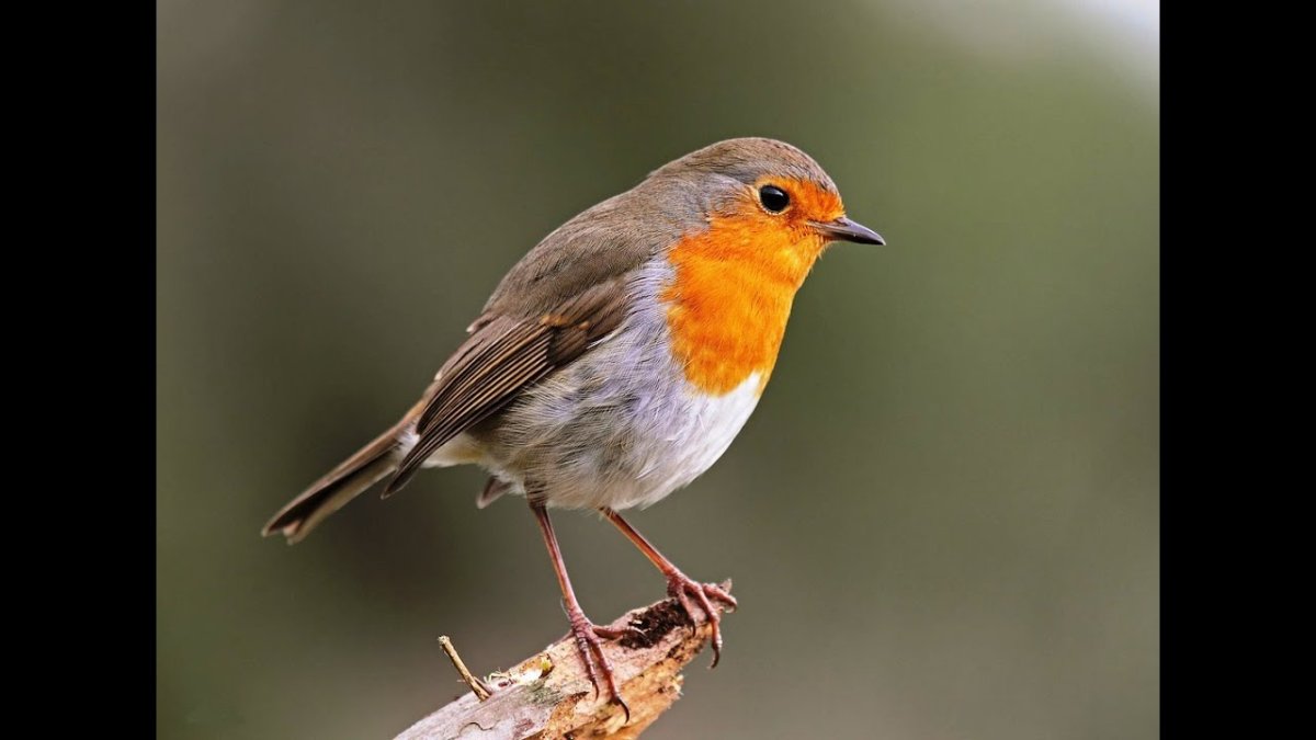 Зарянка в Воронежской области