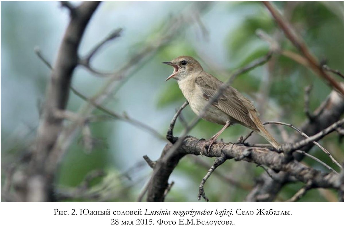 Соловьи в тёплом стане